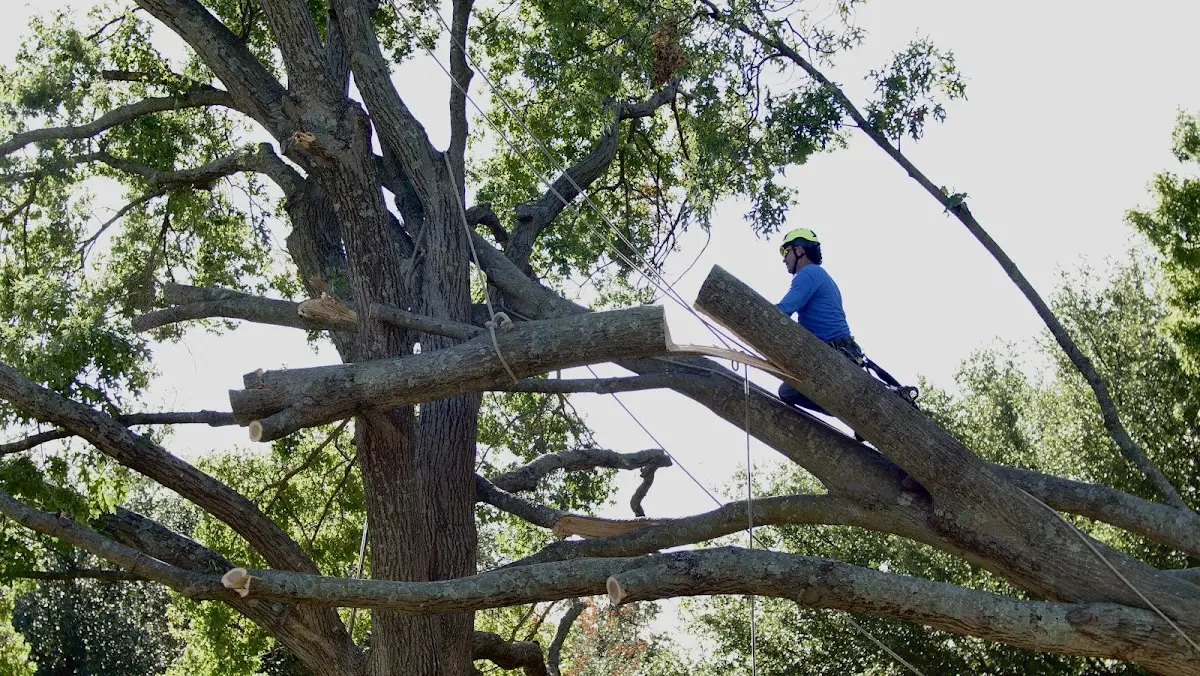 Professional Hazardous Tree Removal performed by certified arborists in Hodgen